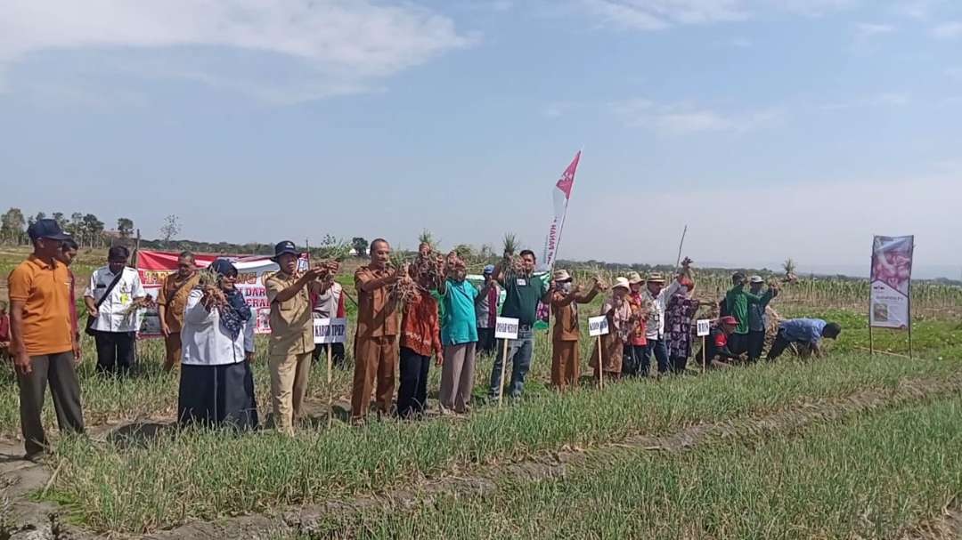 Budidaya percontohan bawang merah di Desa Semen Pinggir, Kecamatan Kapas, Bojonegoro saat digelar field day pada Selasa 18 September 2023.(Foto: dkpp Bojonegoro/ngopibareng.id)