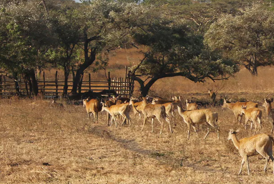 Kebakaran hutan dan lahan di Balai Taman Nasional Baluran Situbondo, Jawa Timur, memasuki hari keempat sejak Senin 25 September 2023.  (Foto: Indonesia travel)