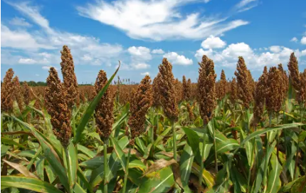 Sorgum, sumber karbohidrat alternatif selain beras. (Foto: unsplash)