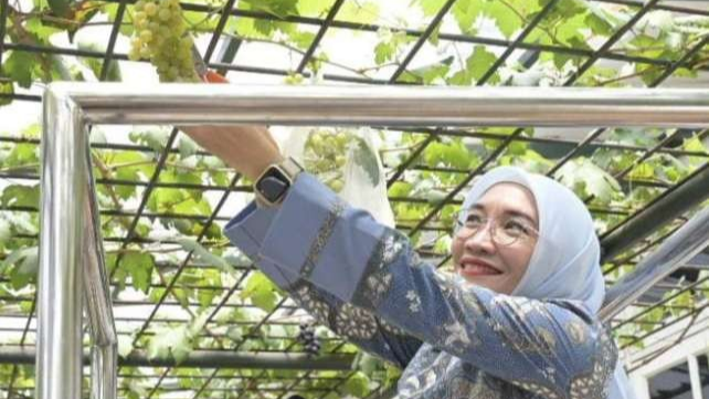 Istri Wapres Ma'ruf Amin, Wury Ma’ruf Amin  memanen anggur bersama keluarga (Foto: Asmanu Sudharso/ngopibareng.id)