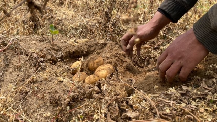 Sejumlah tanaman kentang siap panen di Desa Sumberbrantas, Kota Batu (Foto: Lalu Theo/Ngopibareng.id)