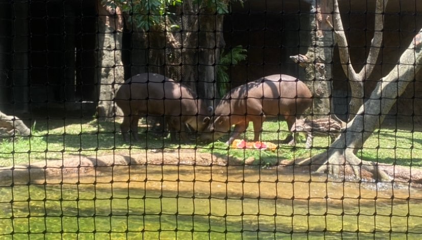 Keluarga Tapir Brazil di Batu Secret Zoo, Kota Batu, Jawa Timur (Foto: Lalu Theo/Ngopibareng.id)