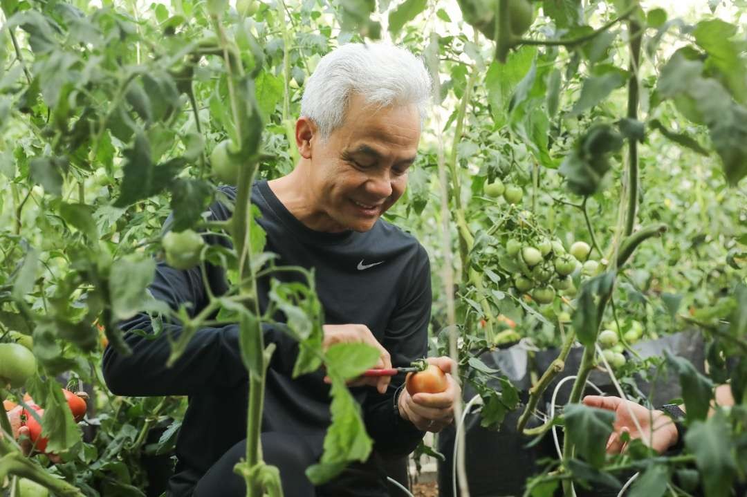 Bacapres 2024 Ganjar Pranowo saat mencoba hasil cocok tanam petani milenial di Cianjur. (Foto: Tim Media Ganjar Pranowo)