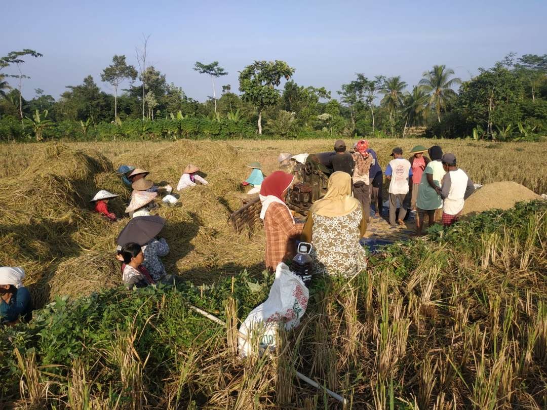 Petani Jember saat panen padi (Foto: Dok Panijem)