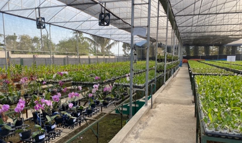 Greenhouse Griya Anggrek Bumdes Bersama Singosari, Kabupaten Malang (Foto: Lalu Theo/Ngopibareng.id)