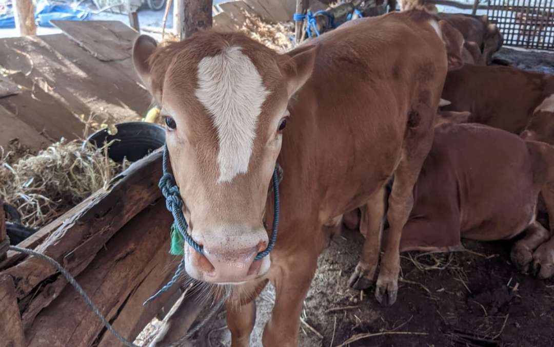 Sapi korban yang masih tersisa di kandang milik korban. (Foto: Istimewa)