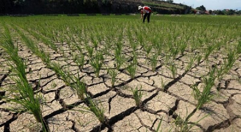 Potensi bencana kekeringan di musim kemarau. (Foto: Pusat Krisis Kesehatan Kemenkes RI)