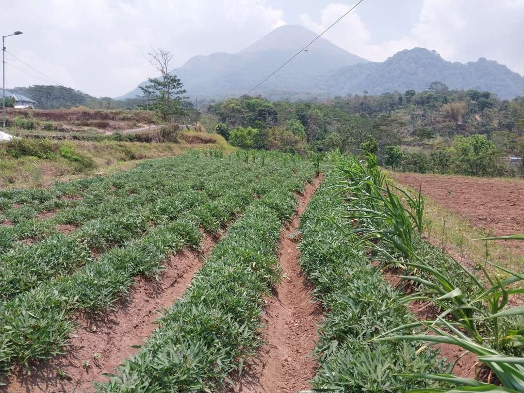 Ubi cilembu yang ditanam di Desa Duyung, Kecamatan Trawas, Kabupaten Mojokerto. (Foto: Dyah Ayu Pitaloka/Ngopibareng.id)