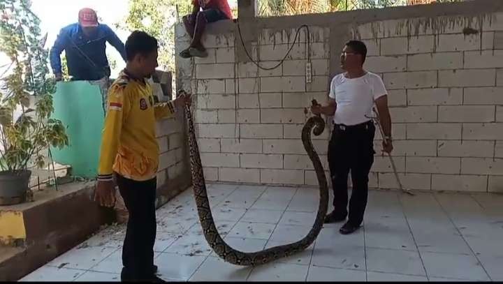 Petugas Pemadam Kebakaran (Damkar) Tuban mengevakuasi ular piton di Desa Sambonggede, Merakurak (Foto: Dok Damkar Tuban)