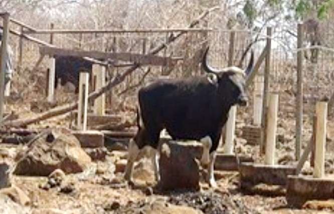 Banteng Jawa jantan indukan dari Taman Safari Indonesia II Prigen Pasuruan diharapkan menambah populasi di Taman Nasional Baluran Situbondo.(Foto: Humas TN Baluran Situbondo)