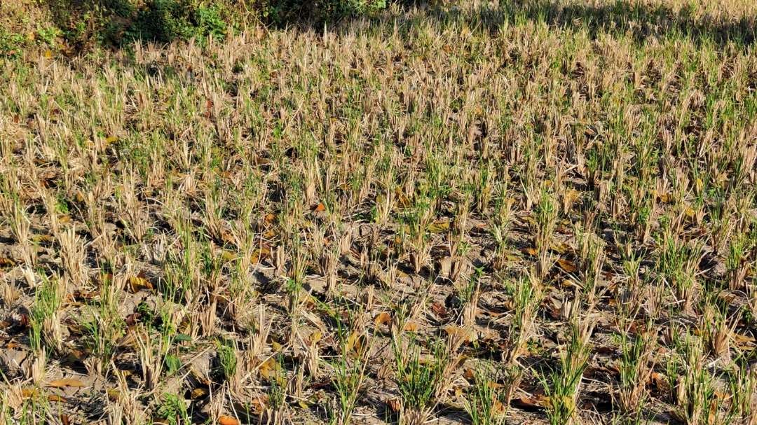 Lahan sawah kering dampak musim kemarau. (Foto: Fariz Yarbo/Ngopibareng.id)