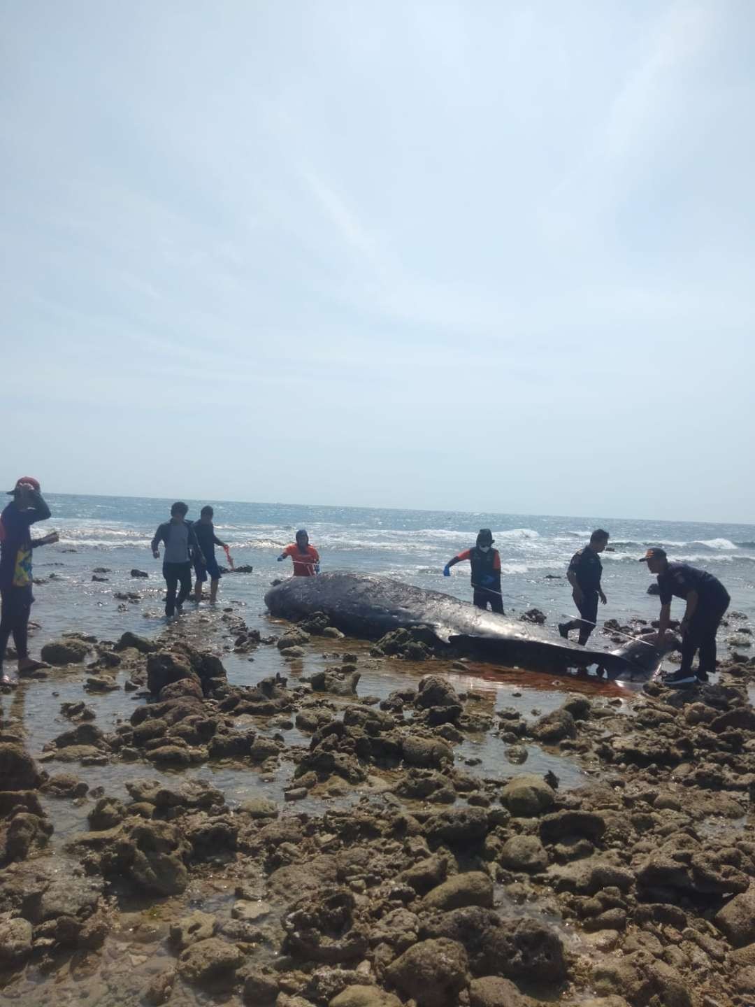 Paus Cuvier atau paus paruh bangau, ditemukan mati terdampar terdampar di pesisir pantai Pulau Tanakeke, Desa Maccini Baji, Kecamatan Kepulauan Tanakeke, Kabupaten Takalar, Provinsi Sulawesi Selatan pada Rabu 11 Oktober 2023. (Foto: dok. kkp)