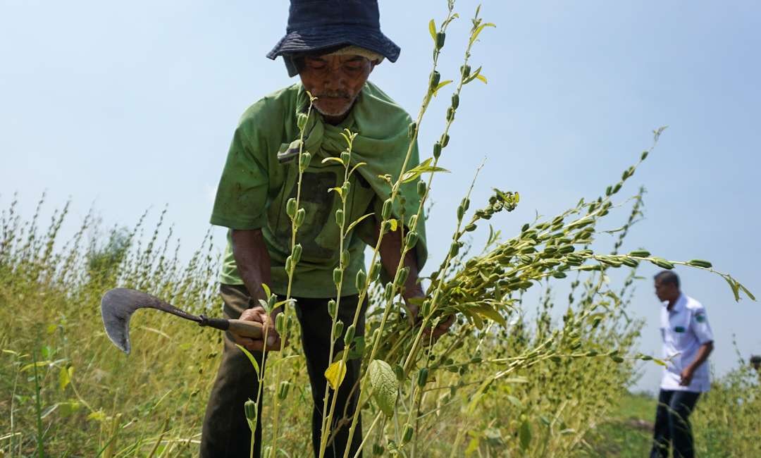 Petani sedang memanen tanaman wijen di Sidoarjo (foto : Aini/Ngopibareng.id)