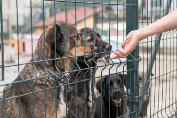 Pengawasan peredaran anjing dan daging anjing diatur lewat Surat Edaran Pj Bupati Probolinggo, Ugas Irwanto. (Foto: freepik)