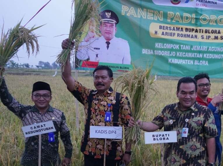 Panen padi organik di Desa Sidorejo beberapa waktu lalu. (Foto: Ahmad Sampurno/ngopibareng.id)