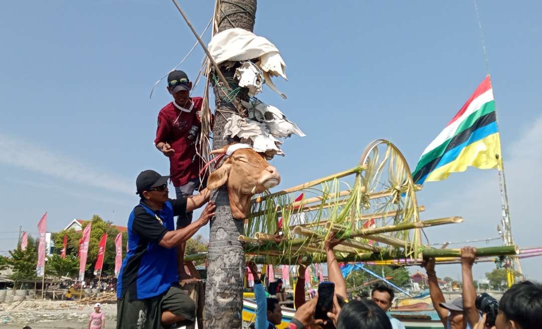 Prosesi pemasangan kepala sapi di kayu yang berada pantai Kelurahan Karangsari, Tuban (Foto: Khoirul Huda/Ngopibareng.id)