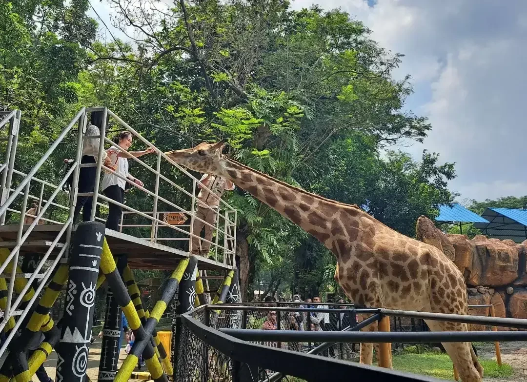 Suasana Kebun Binatang Surabaya (KBS) saat pengunjung memberi makan Jerapah. (Foto: Pita Sari/Ngopibareng.id)