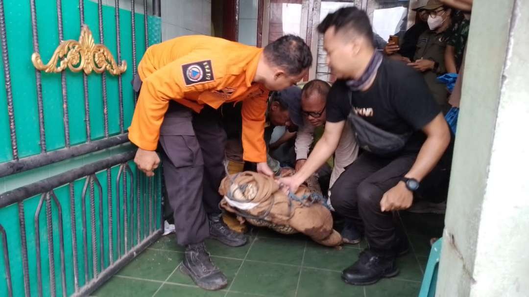 Proses evakuasi terhadap buaya raksasa di kawasan Wonokusumo Barat, Semampir, Surabaya. (Foto: BPBD Kota Surabaya)