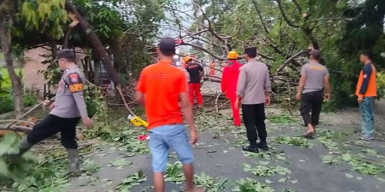 Personel Polsek Karangrejo Polres Magetan bersama warga menyingkirkan pohon tumbang di jalan raya Karangrejo – Barat di Desa Grabahan, Karangrejo, Magetan, Selasa 14 November 2023. (Foto: polres magetan)