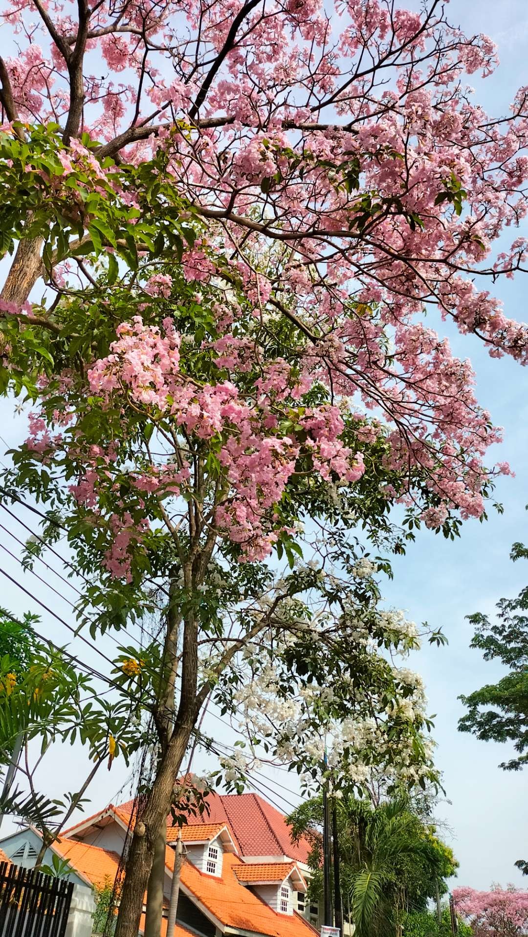 Bunga tabebuya bermekaran di musim panas Kota Surabaya. (Foto: Yasmin Fitrida /Ngopibareng.id)