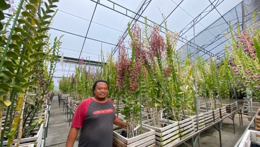 Owner DD Orchids and Nursery, Dedek Setia Budi saat berada di greenhouse miliknya (Foto: Lalu Theo/Ngopibareng.id)