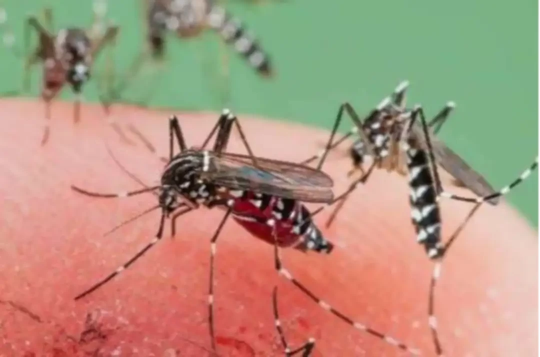 Nyamuk aedes aegypti yang menularkan penyakit demam berdarah. (Foto: dok. Ngopibareng.id)