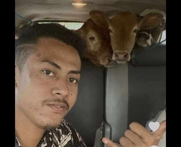 Video seorang warga Situbondo membawa 4 ekor sapi memakai Toyota Innova viral di medsos. (Foto: Tangkapan Layar)