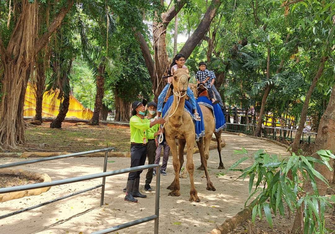 Kebun Binatang Surabaya atau KBS menyiapkan dua program hiburan baru, saat libur Natal dan Tahun Baru (Nataru). (Foto: Pita Sari/Ngopibareng.id)