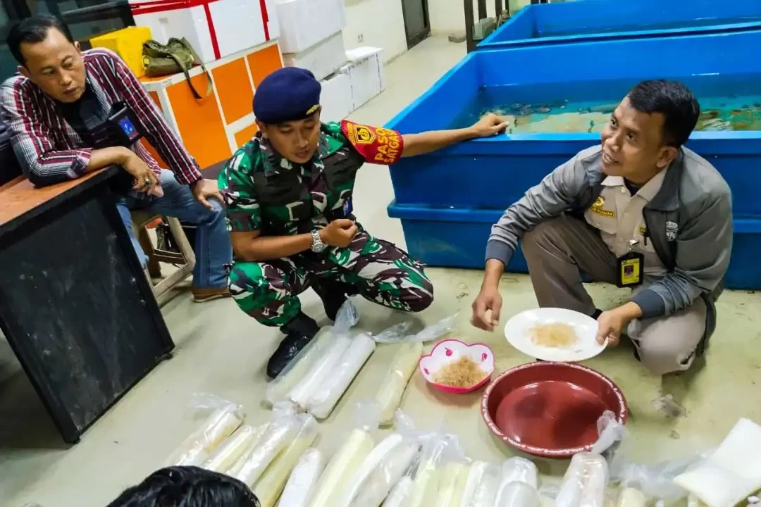 Petugas BKIPM sedang menghitung jumlah benih lobster (foto: Aini/Ngopibareng.id)