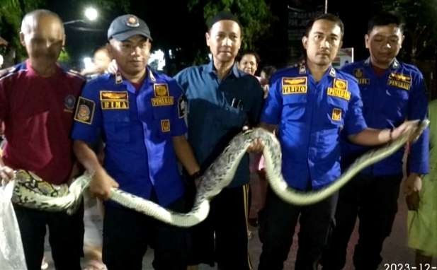 Ular piton panjang 4 meter dan berat 60 kilogram usai mangsa 2 ekor ayam ditangkap anggota Damkar Situbondo.(Foto: Dokumen Damkar Situbondo)