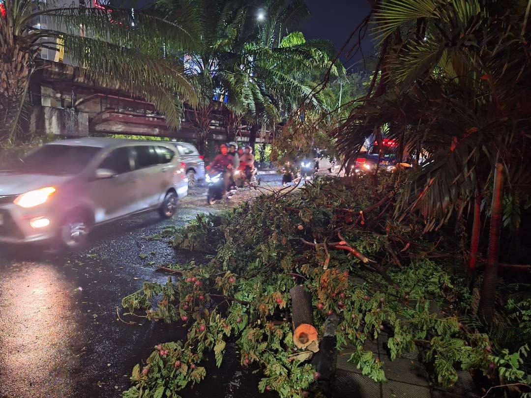 Pohon tumbang di Jalan Prof. Dr. Moestopo, Surabaya, pada Kamis 7 Desember 2023. (Foto: Julianus Palermo/Ngopibareng.id)