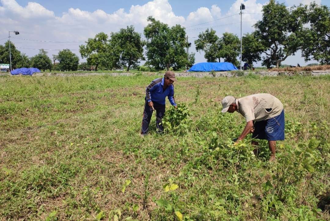 Petani memanen kedelai sisa serangan hama tikus. (Foto: Deni Lukmantara/Ngopibareng.id)