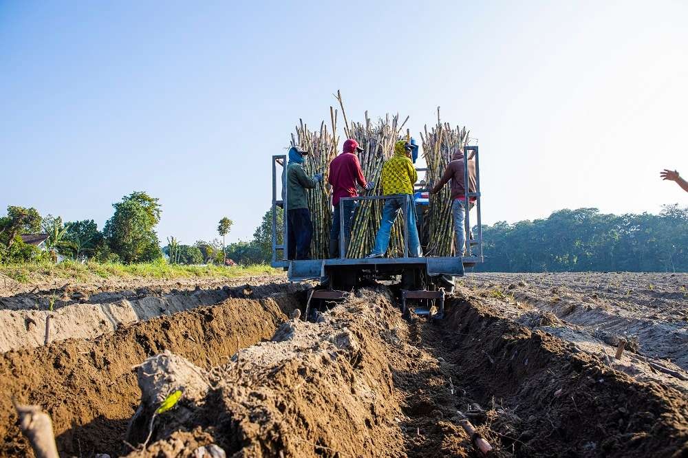 Kinerja produksi tebu regional 4 PTPN I meningkat jelang tutup tahun 2023. (Foto: Dokumentasi PTPN)