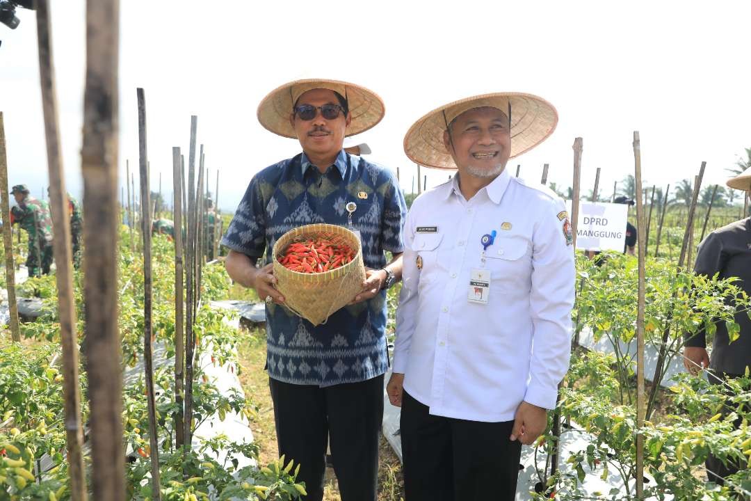 Upaya pemerintah untuk menstabilkan harga cabai: panen cabai serentak di 4 provinsi. Harapan baru untuk turunnya harga cabai. (Foto: Pemprov Jawa Tengah)