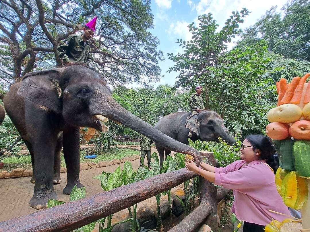 Momen Gajah KBS, Gonzales rayakan ulang tahun ke -13 di masa libur Nataru bersama ribuan pengunjung. (Foto: Pita Sari/Ngopibareng.id)