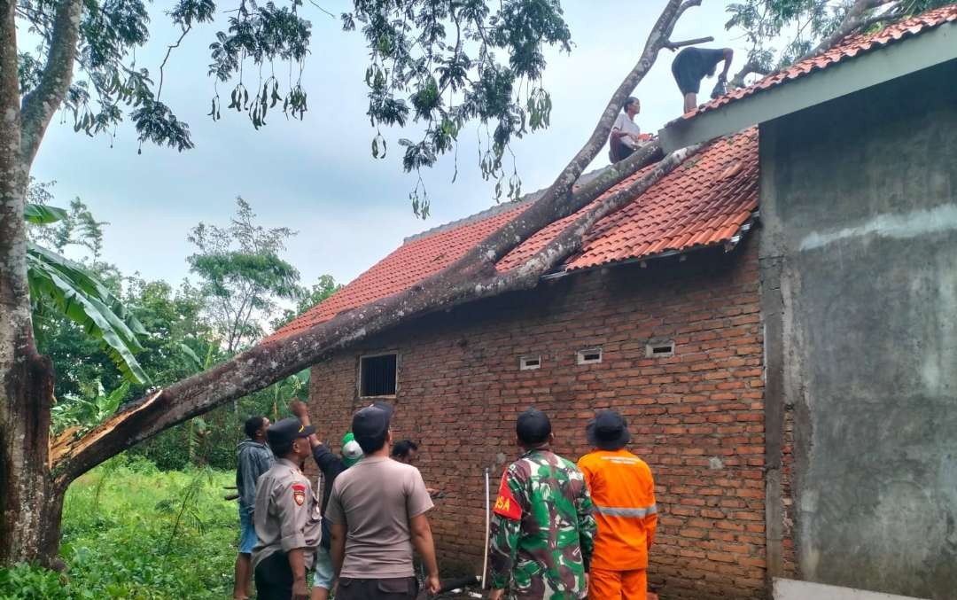 Pohon besar tumbang menimpa rumah warga di Kecamatan Wonosari Bondowoso. (Foto:Guido/Ngopibareng.id)