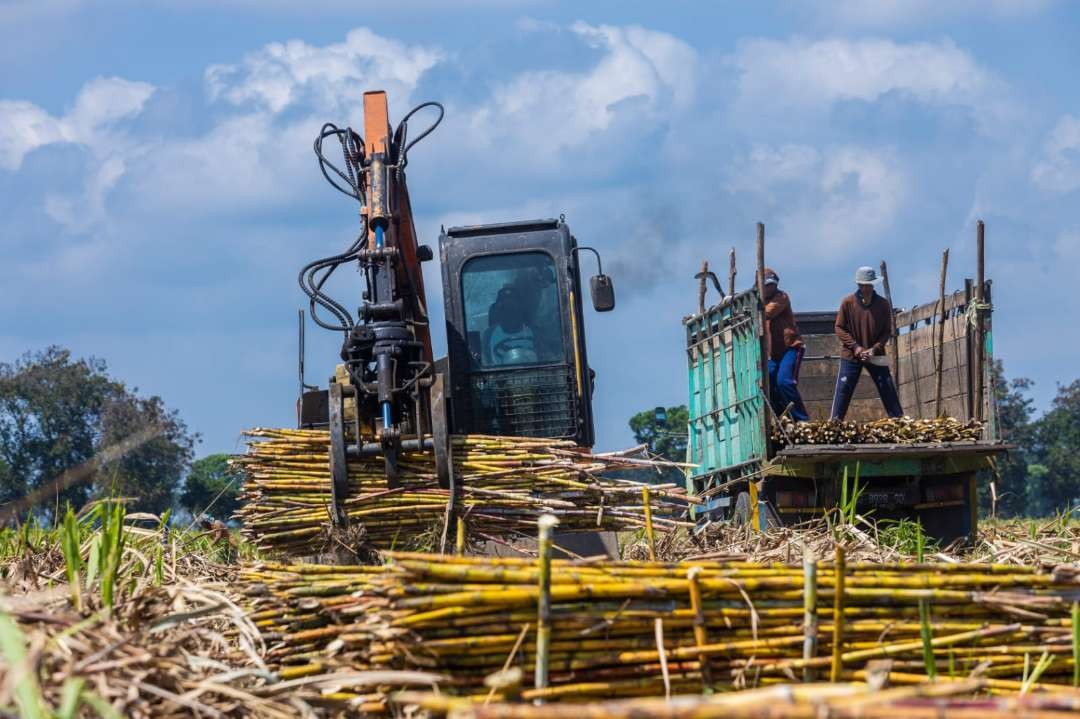 Korporasi yang dilakukan Holding Perkebunan Nusantara, PT Perkebunan Nusantara (PTPN) I Regional 4. (Foto: PTPN)