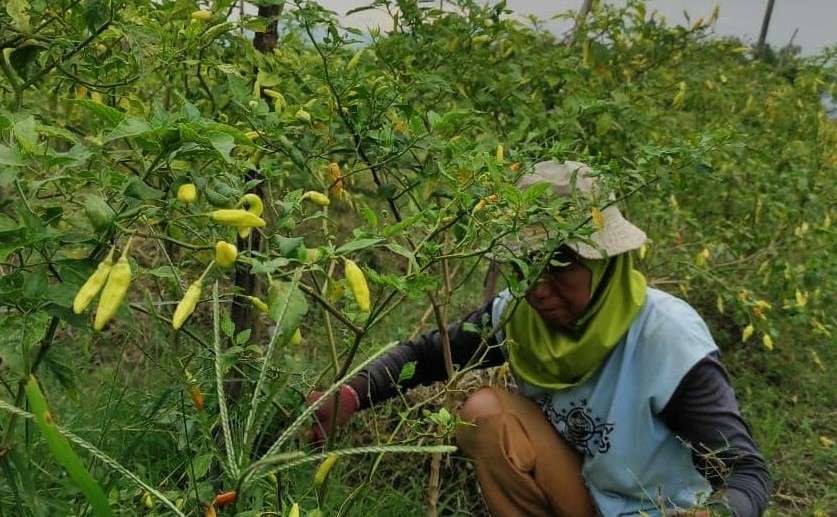 Produksi cabai rawit di Lumajang mengalami surplus dan didistribusikan ke luar wilayah. (Foto: Ngopibareng.id)