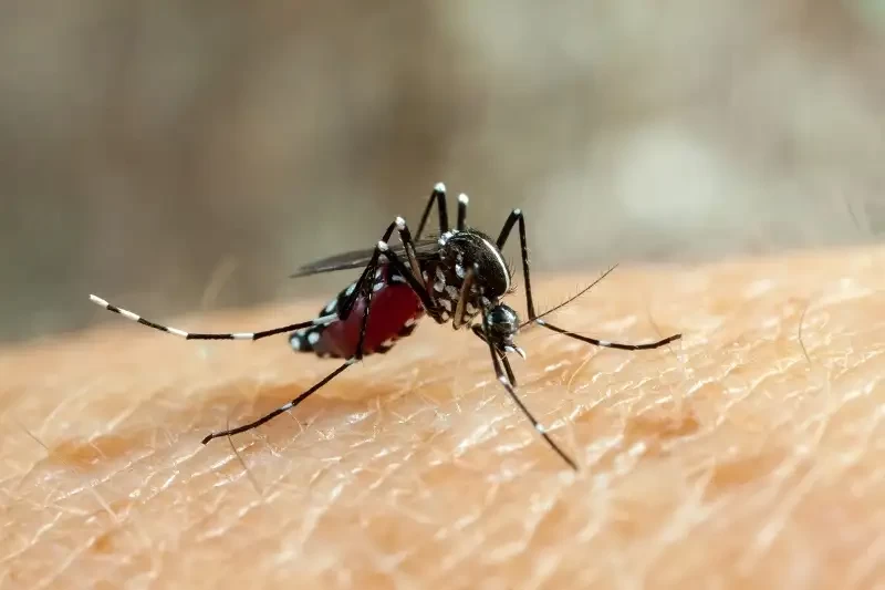 Dinas Kesehatan Kabupaten Situbondo, Jawa Timur mencatat jumlah kasus demam berdarah dengue (DBD) pada awal tahun 2024 mencapai 40 kasus. (Foto: Istimewa)