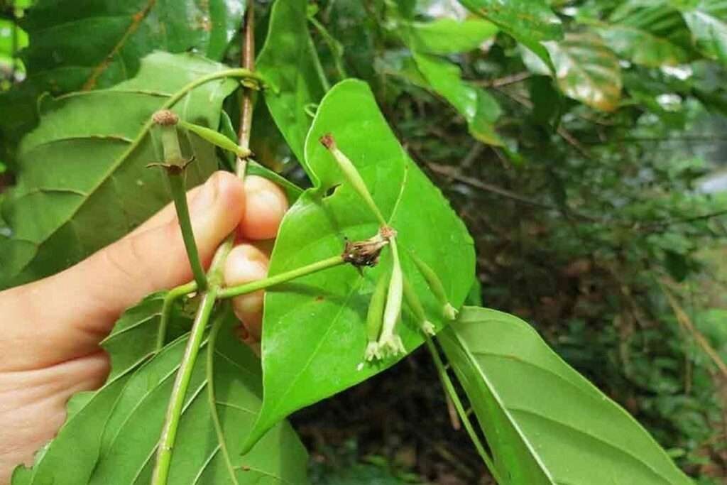 Daun Gambir untuk menurunkan kolesterol. (Foto: Istimewa)