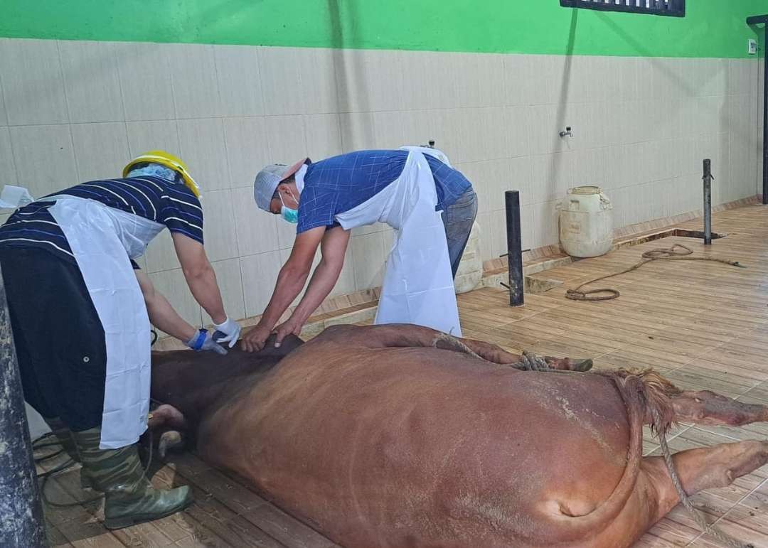 Petugas RPH sedang memotong seekor sapi (foto:istimewa)