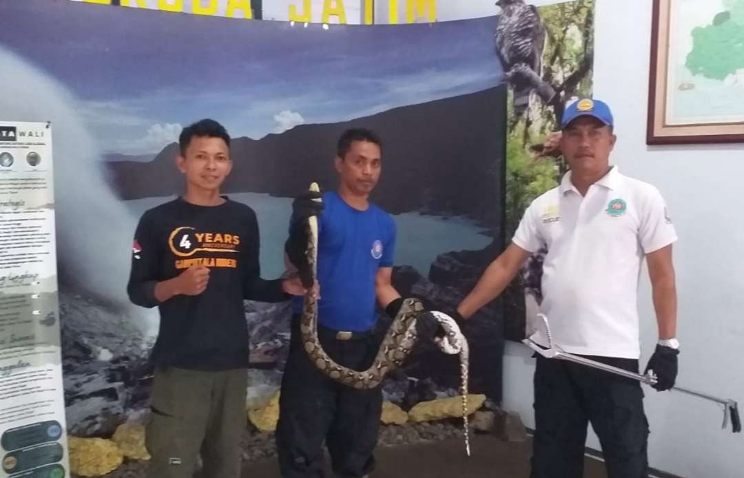 Ular piton diamankan petugas Damkarmat langsung diserahkan ke BKSDA Banyuwangi, Jawa Timur. (Foto: Istimewa)