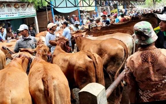 Sapi masuk pasar hewan diperiksa, setelah ditemukan 34 ekor ternak sapi di Situbondo terpapar penyakit LSD. (Foto: Dokumentasi Disnakkan Situbondo)