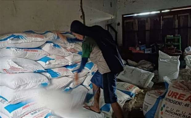 Pemkab Bondowoso anggarkan bantuan urea bersubsidi bagi petani, menyusul alokasi urea bersubsidi 2024 dari Kementan RI turun drastis.(Foto: Guido/Ngopibareng.id)