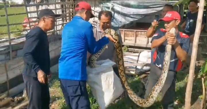 Satpol PP dan Damkar Tuban mengevakuasi ular piton sepanjang 4,5 meter. (Foto: Dokumentasi Damkar Tuban)