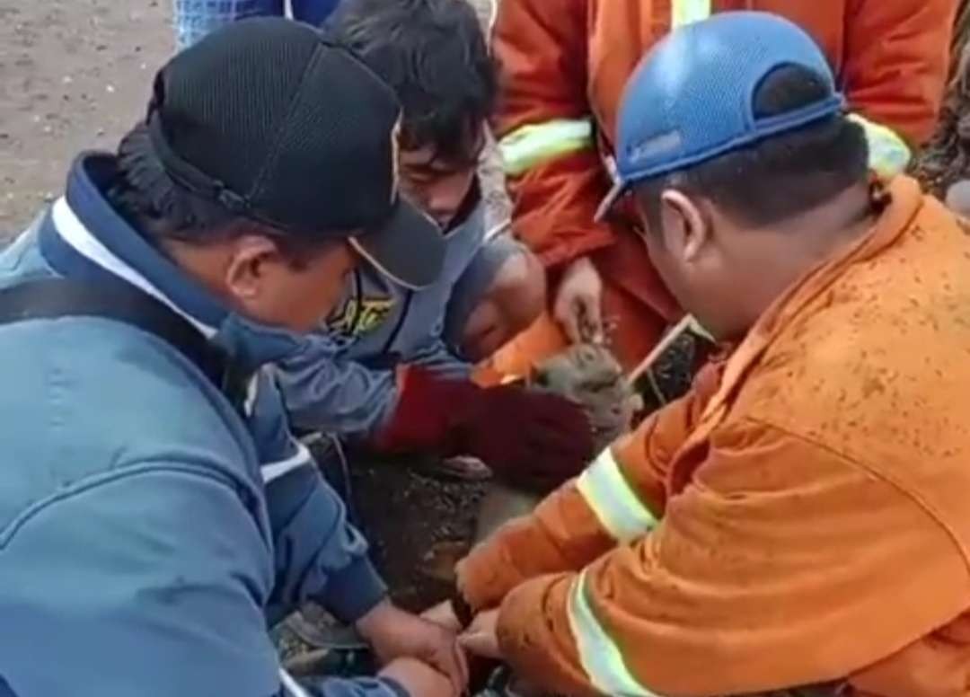 Petugas Damkarmat mengevakuasi monyet yang berkeliaran di pemukiman warga (Foto: istimewa)