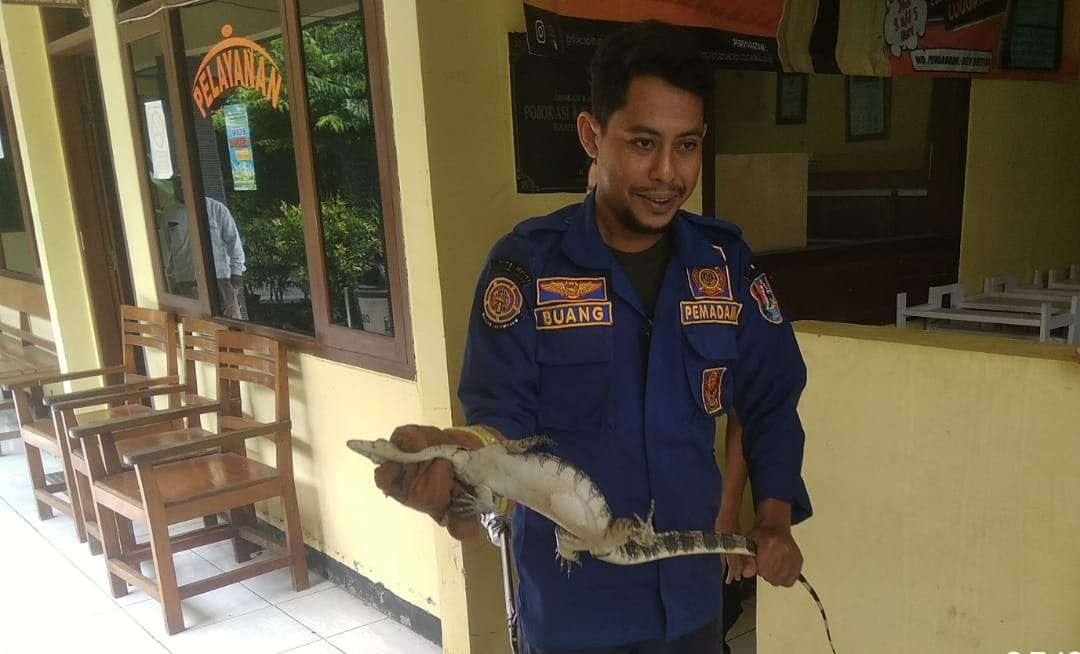 Petugas Damkar berhasil mengevakuasi biawak liar yang masuk di Kantor Kecamatan Jatirogo. (Foto: Dok Damkar Tuban)