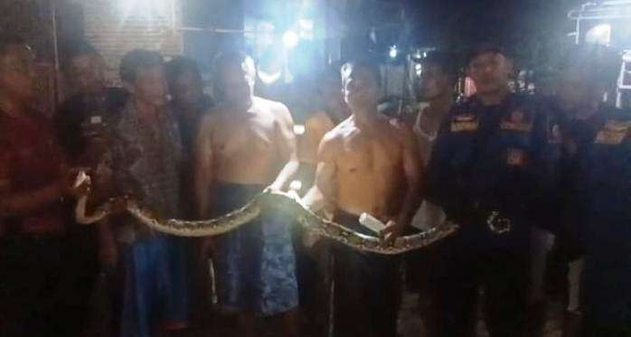 Ular piton yang ditemukan di rumah warga Kelurahan Sobo, Banyuwangi, Jawa Timur. (Foto: Istimewa)