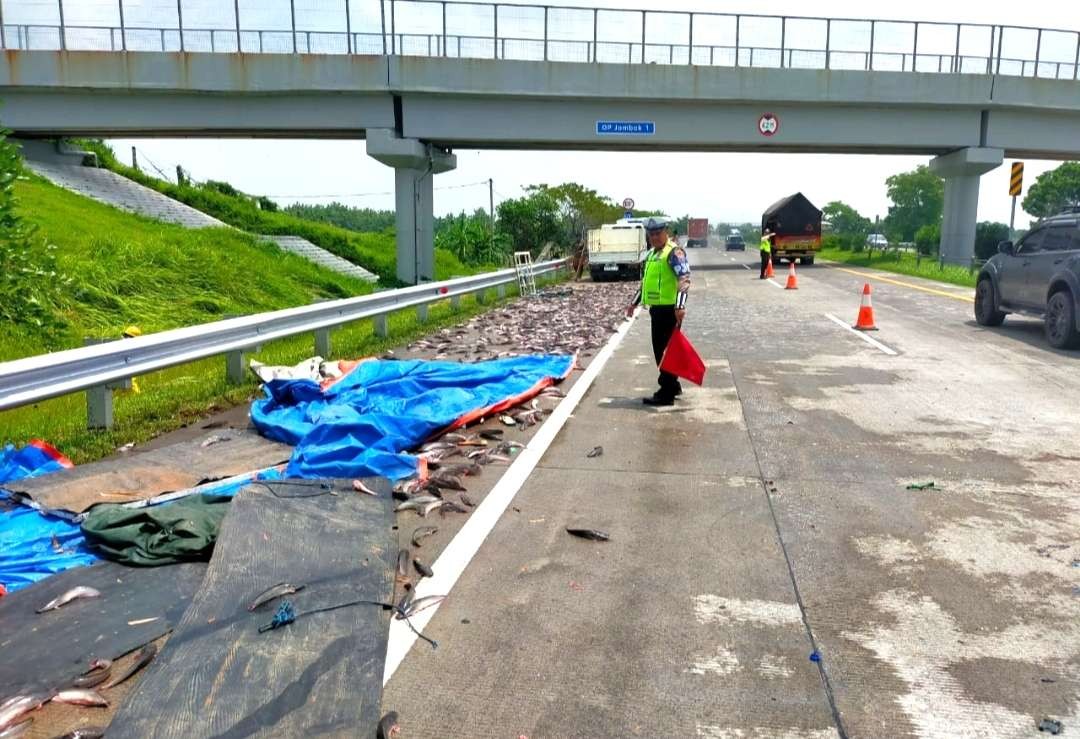 Petugas mengevakuasi tumpahan lele di Tol Jomo.(Foto Dok. PJR Jatim)