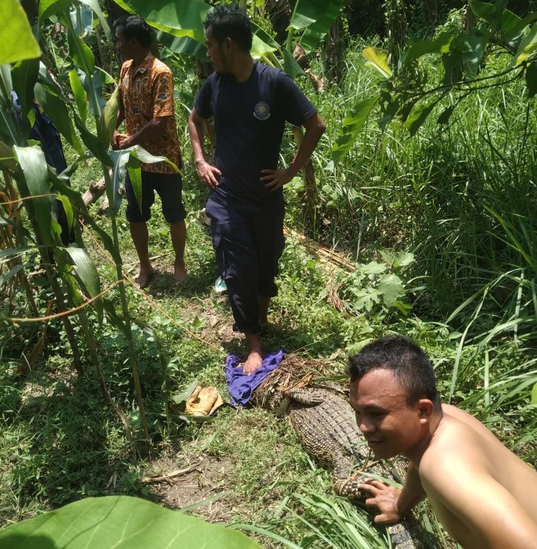 Pemadam Kebakaran dan Penyelamatan (Damkar) Kabupaten Bojonegoro evakuasi buaya dewasa di Kali Prudung, Desa Kebunagung, Kecamatan Padangan, Kabupaten Bojonegoro, Jumat 16 Februari 2024.(Foto: dok. damkar bojonegoro)